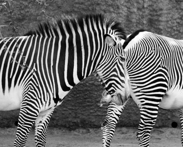 Une Vue Sur Beaux Zèbres Niveaux Gris — Photo