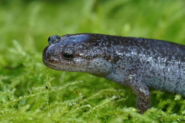 Primer Plano Salamandra Tokio Peligro Extinción Hynobius Tokyoensis Sobre Musgo —  Fotos de Stock