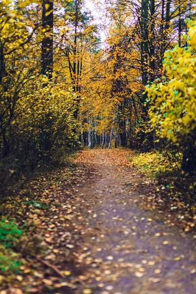 Narrow Road Yellow Trees Covered Leaves Park Autumn Klaipeda Lithuania — Stockfoto