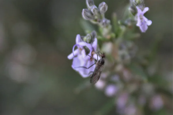 Macro Shot Bug Violet Flower Blurred Background — Stock Photo, Image