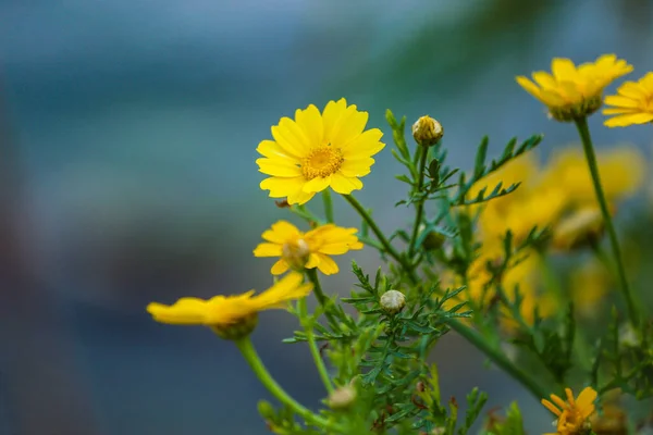Closeup Beautiful Yellow Sunflowers Field — Zdjęcie stockowe