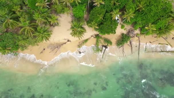 Palmiye Ağaçları Mavi Gökyüzü Olan Tropik Plaj Manzarası — Stok video
