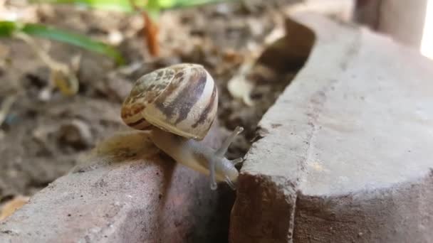 Caracol Rastejando Uma Folha Verde — Vídeo de Stock