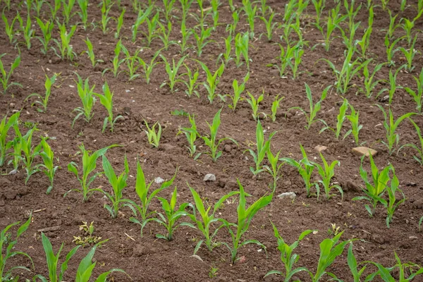 Belo Tiro Chão Campo Verde Com Plantas Milho Jovens Agricultura — Fotografia de Stock