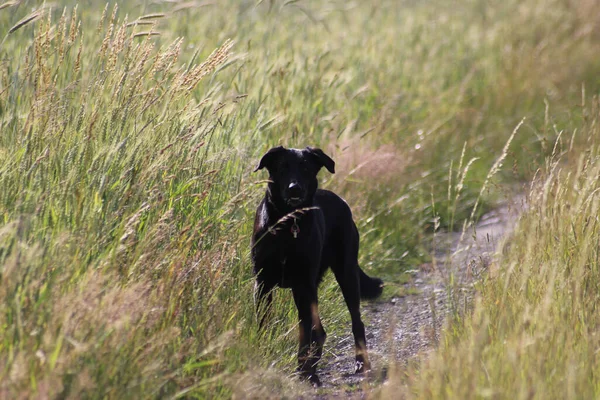 Wiosna Zdjęcie Pięknego Czarnego Psa — Zdjęcie stockowe