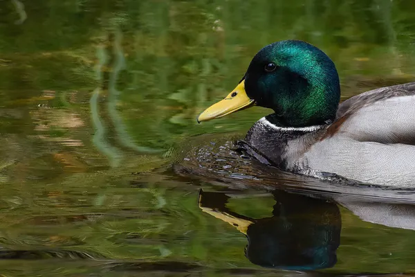一只雄性野鸭在河里游泳的特写镜头 — 图库照片