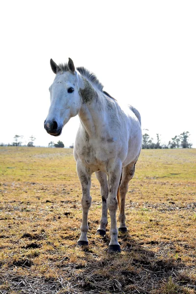 Een Closeup Van Een Prachtig Wit Paard Een Veld Tegen — Stockfoto