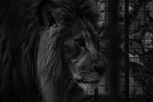 Closeup Grayscale Shot Lion Cage — Fotografia de Stock