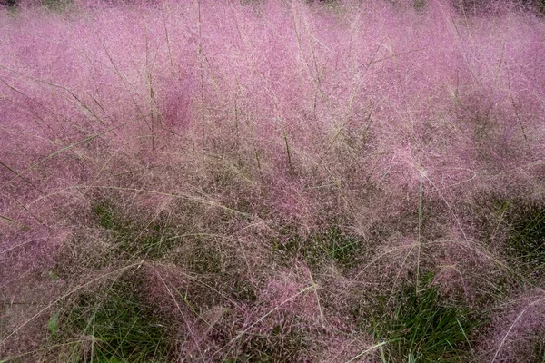 自然の中で成長しているムーリーの草の美しいショット — ストック写真
