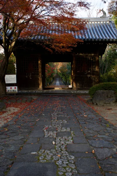 과작은 근처의 아름다운 나무들의 — 스톡 사진