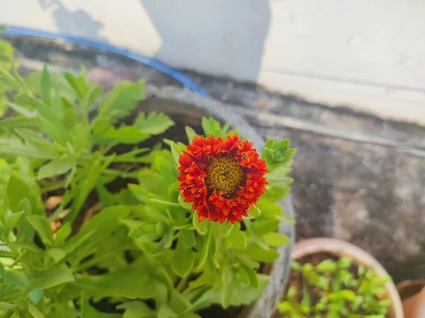 Reddish Aster Flower Garden — Stock Photo, Image