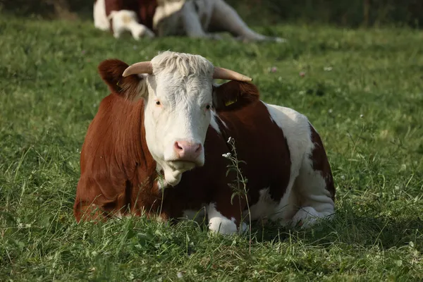 Краснопятнистая Корова Лежит Зеленом Лугу — стоковое фото