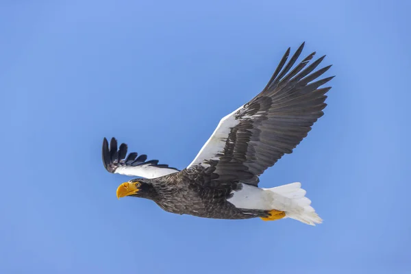 Águila Calva Volando Sobre Fondo Azul Del Cielo —  Fotos de Stock