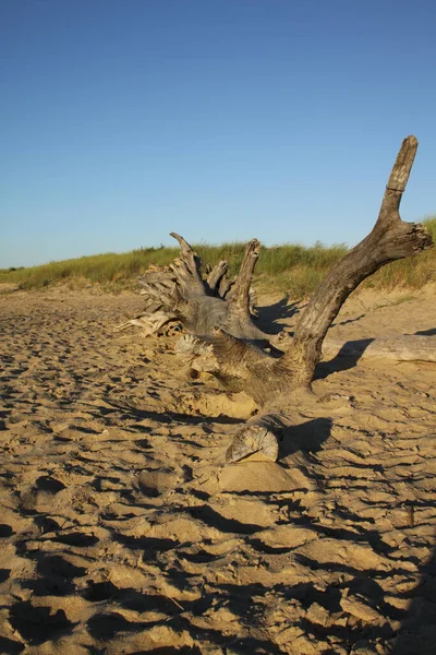 Eine Nahaufnahme Schräge Ansicht Eines Alten Hölzernen Baumstamms Strand Mit — Stockfoto