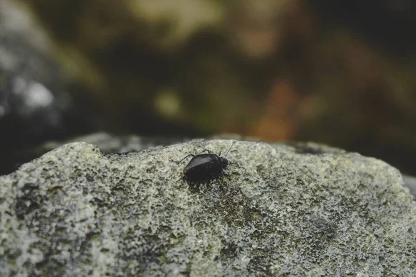 Escarabajo Negro Sobre Una Superficie Rocosa — Foto de Stock