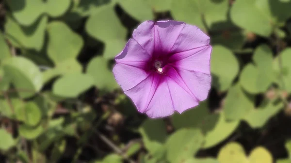 Selektivní Záběr Růžové Ranní Slávy Slunci — Stock fotografie