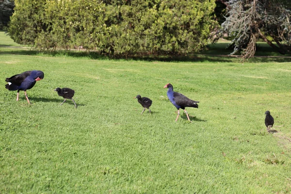 Une Famille Oiseaux Moorhen Dans Parc Melbourne Australie Par Une — Photo