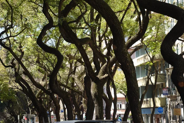 Een Prachtige Met Bomen Omzoomde Straat Het Voorjaar — Stockfoto