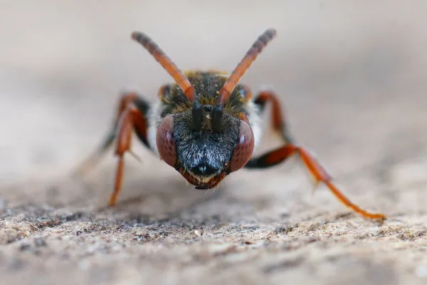 Czołowe Zbliżenie Samicy Rzadkiej Czerwonej Pszczoły Kleptoparasite Nomada Femoralis Pszczoły — Zdjęcie stockowe