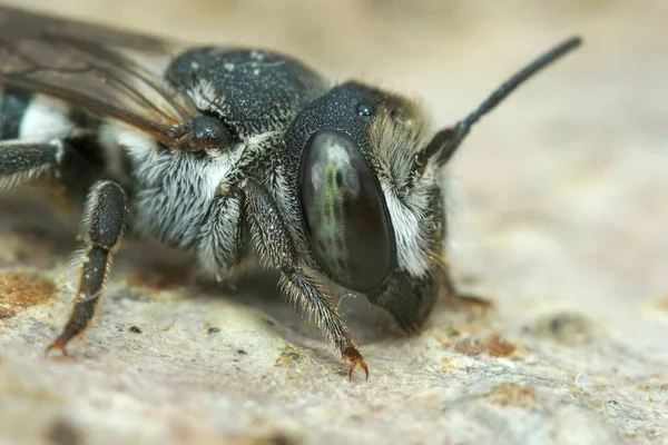 Primer Plano Detallado Cabeza Una Abeja Cortadora Hojas Apical Megachile —  Fotos de Stock