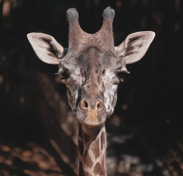 Uma Vista Rosto Uma Girafa Fofa — Fotografia de Stock