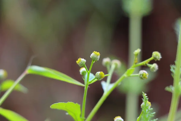 Bel Macro Shot Piccoli Arbusti Fiori Campo Uno Sfondo Sfocato — Foto Stock