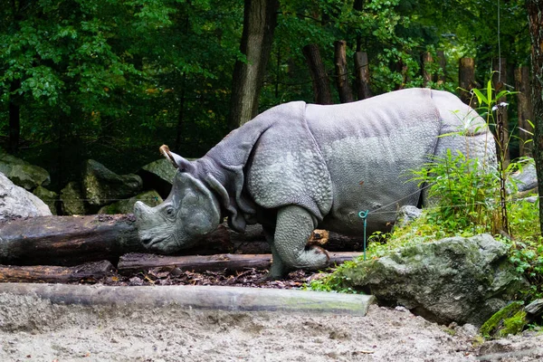 Close Rinoceronte Preto Grande Parque Zoológico — Fotografia de Stock