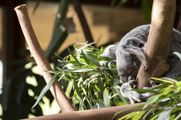 Dalda Bebek Bir Koala — Stok fotoğraf