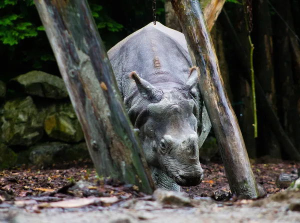 Крупним Планом Великий Чорний Носоріг Зоопарку — стокове фото