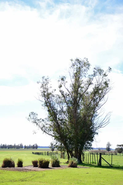 Plan Vertical Arbre Feuillu Dans Champ Sous Des Nuages Duveteux — Photo