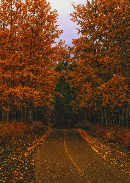 Tiro Vertical Uma Estrada Cercada Por Árvores Folhas Secas Uma — Fotografia de Stock