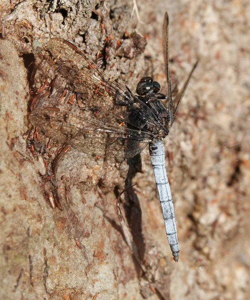 Μια Κάθετη Κοντινή Λήψη Ενός Αρσενικού Skimmer Dragonfly Που Κολλά — Φωτογραφία Αρχείου