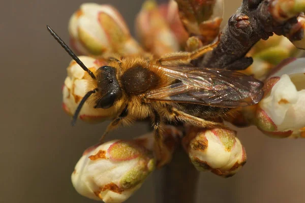 Κοντινό Πλάνο Ενός Αρσενικού Μέλισσα Της Αντρίνα Ντορσάτα Που Κάθεται — Φωτογραφία Αρχείου