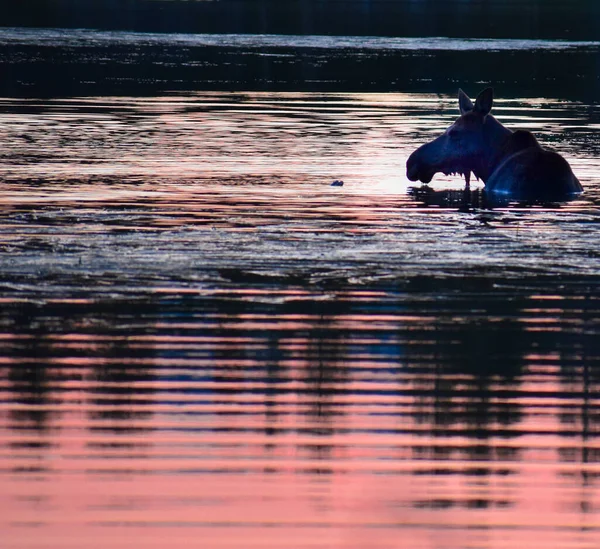 Ein Elch Schwimmt Bei Sonnenaufgang Auf Dem See Rocky Mountain — Stockfoto