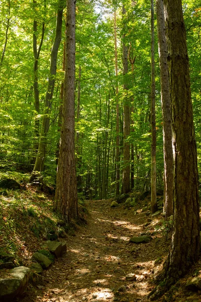 Μια Κάθετη Λήψη Ενός Μονοπατιού Ένα Ηλιόλουστο Δάσος — Φωτογραφία Αρχείου