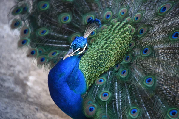 Doğal Ortamında Güzel Bir Tavus Kuşu — Stok fotoğraf