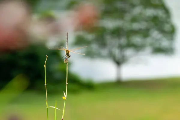 Primer Plano Una Libélula Sobre Hierba Campo Bajo Luz Del — Foto de Stock