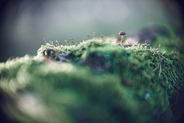 Ένα Κοντινό Πλάνο Από Ένα Άγριο Μανιτάρι Ένα Πράσινο Mossy — Φωτογραφία Αρχείου
