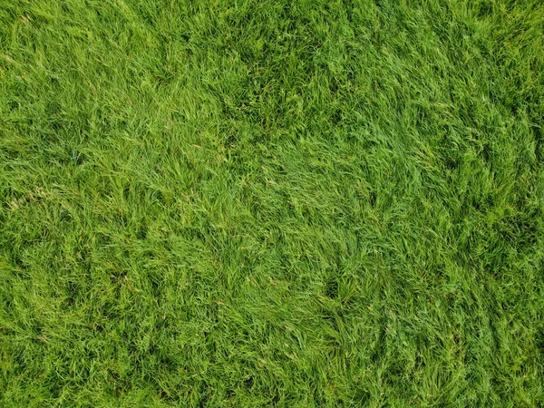 Närbild Ett Grönt Gräs — Stockfoto