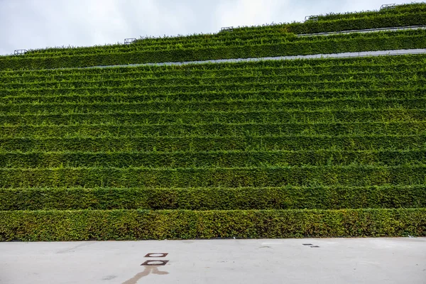 Primer Plano Setos Verdes — Foto de Stock