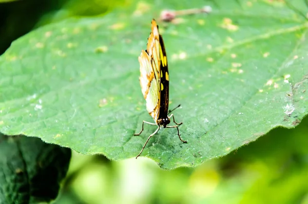 Macro Shot Beautiful Black Green Malachite Butterfly Green Leaf — Stock Photo, Image