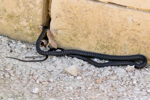 Eine Schwarze Western Whip Snake Hierophis Viridiflavus Macht Jagd Auf — Stockfoto