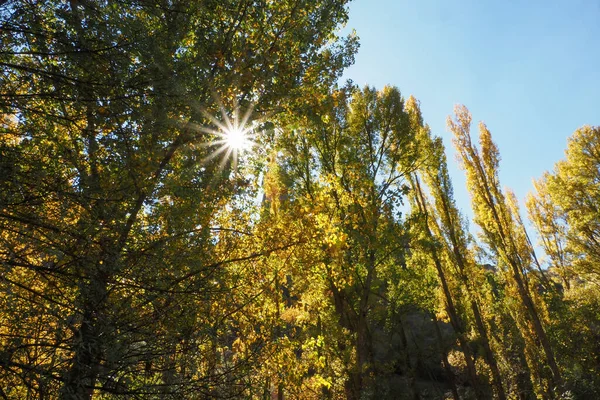 Прекрасний Вид Сонячні Промені Вид Середини Дерев Парку — стокове фото