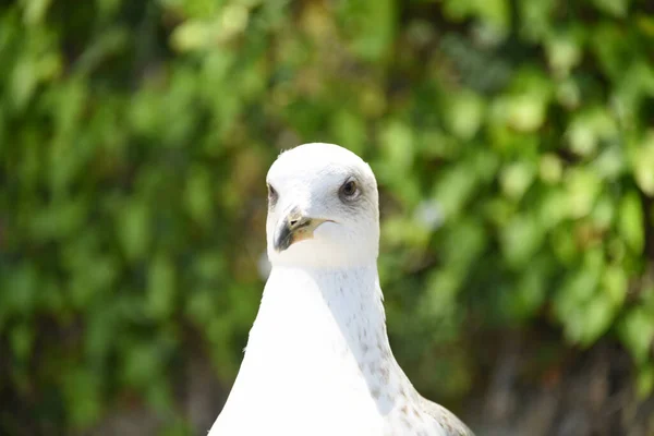 Close Shot White Common Gull Blurred Background — Stock Photo, Image