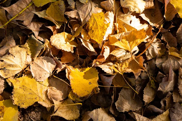 Closeup Shot Autumn Leaves Can Used Background — Φωτογραφία Αρχείου