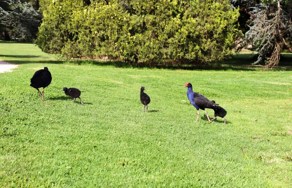 Family Moorhen Birds Park Melbourne Australia Sunny Day — Stock Photo, Image