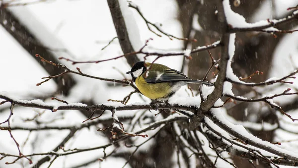 森の中の木の枝に鳥の美しいショット — ストック写真