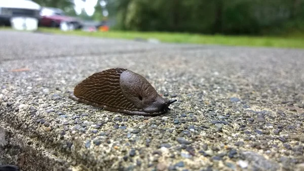 Een Close Shot Van Een Reusachtige Slak Stoep — Stockfoto