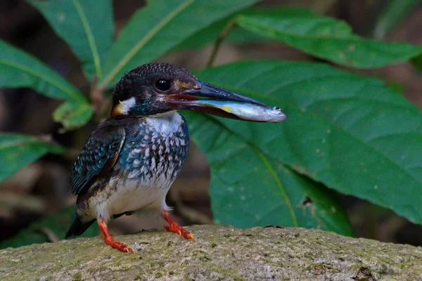 Belo Kingfisher Tailândia Coleção Captura Peixe Empoleirado — Fotografia de Stock
