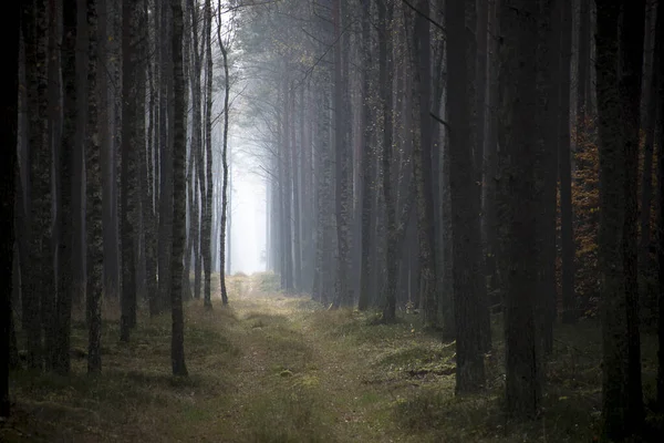 Una Hermosa Vista Sendero Bosque Con Muchos Árboles — Foto de Stock